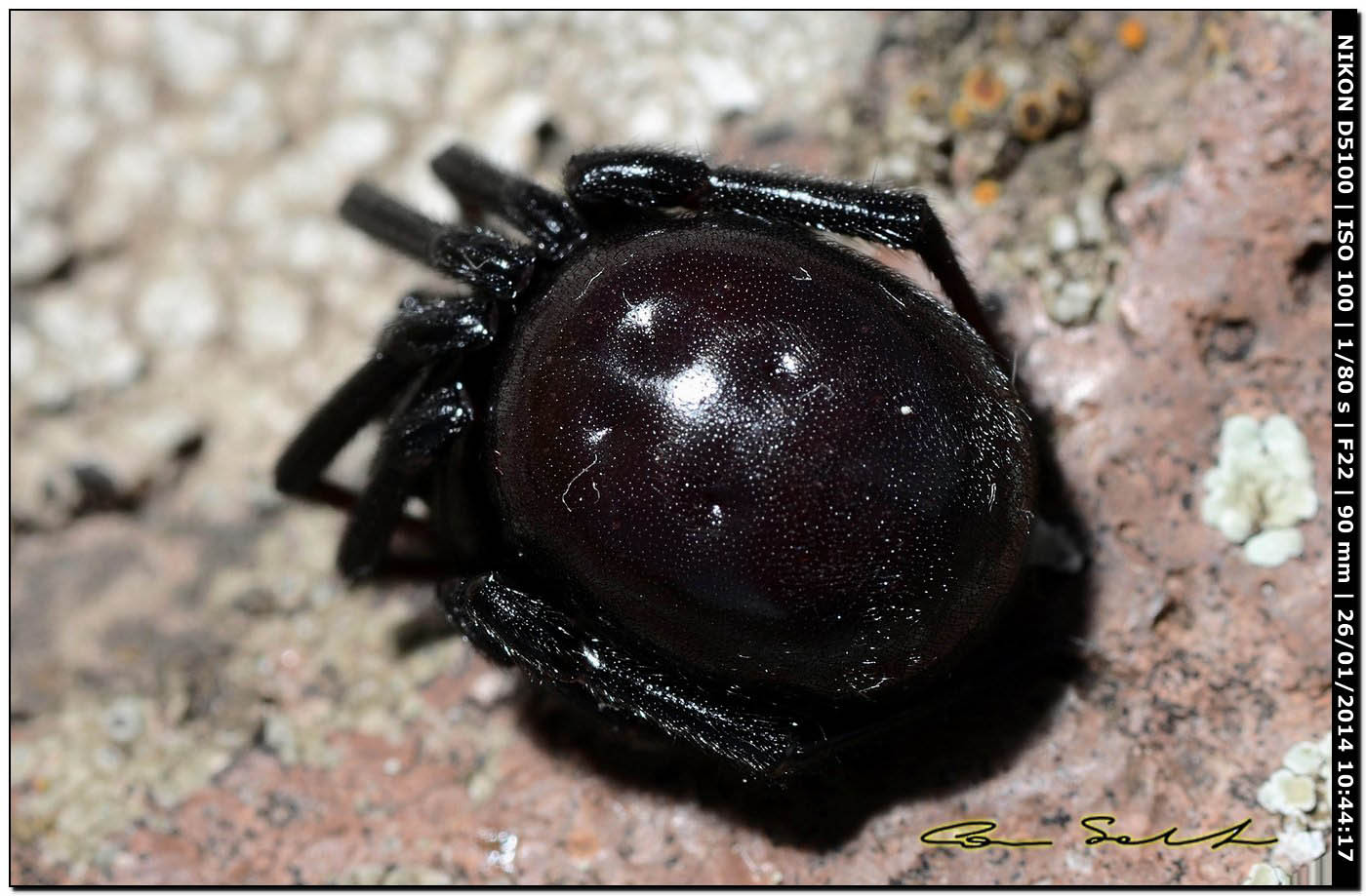 Steatoda paykulliana - Monte Santu Pedru (Alghero, SS)